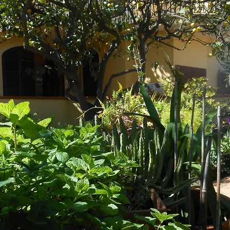 Ortensie San Leone