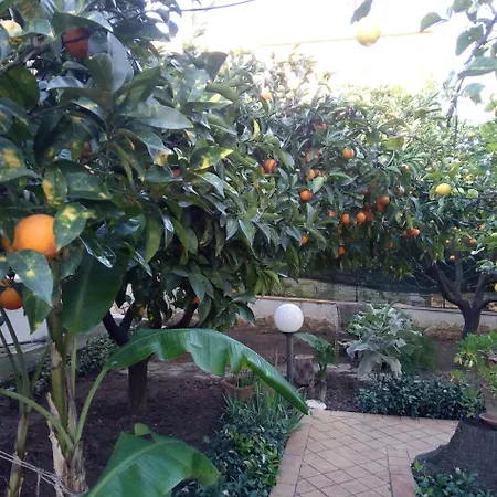Ortensie * San Leone